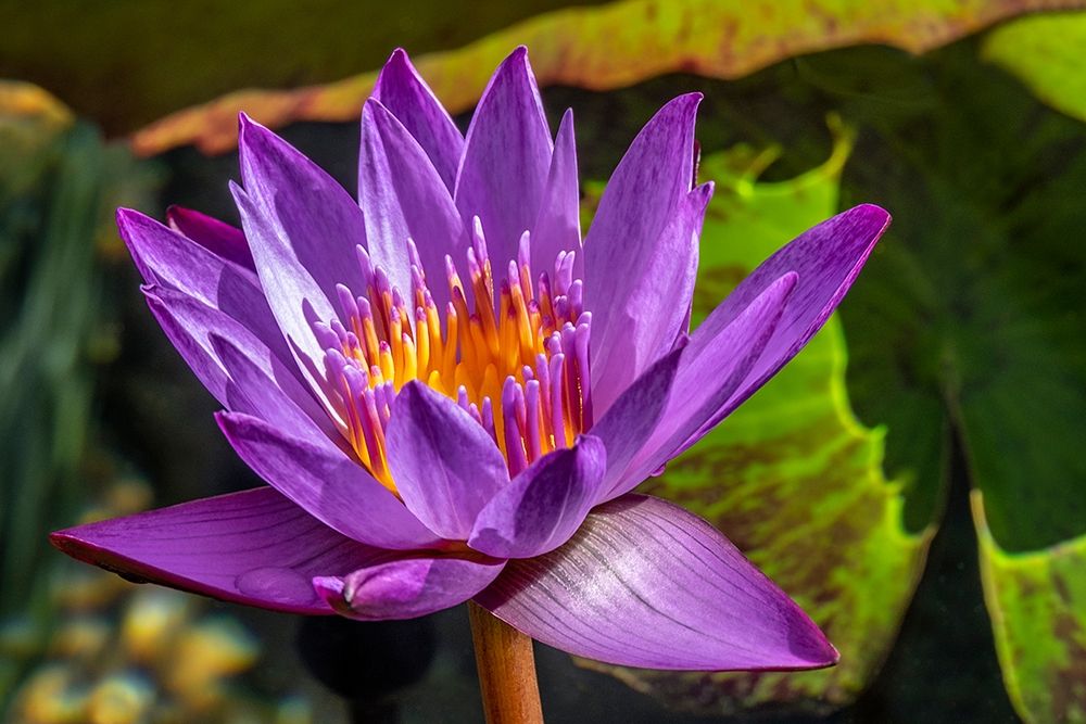 Cape Blue Water lily